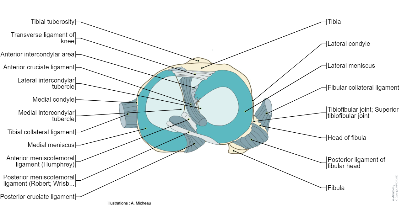 Knee joint - Tibia/Superior articular surface : Lateral meniscus, Medial meniscus, Anterior cruciate ligament,  Posterior cruciate ligament, Fibular collateral ligament, Tibial collateral ligament, Tibiofibular joint; Superior tibiofibular joint