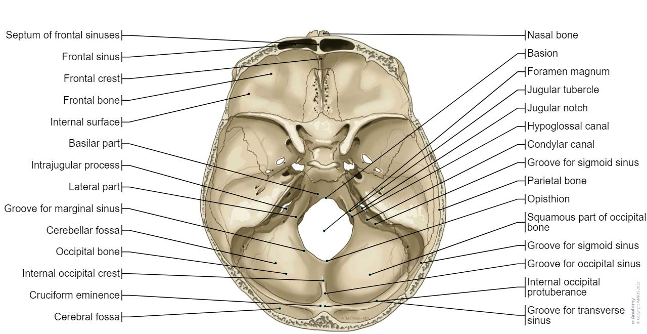 Internal surface of cranial base-Superior aspect; Vertical aspect: Anterior cranial fossa, Clivus, Sulcus sinus petrosi inferioris