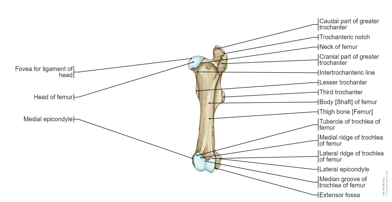 Third Condyle Horse osteology: normal anatomy | vet-Anatomy