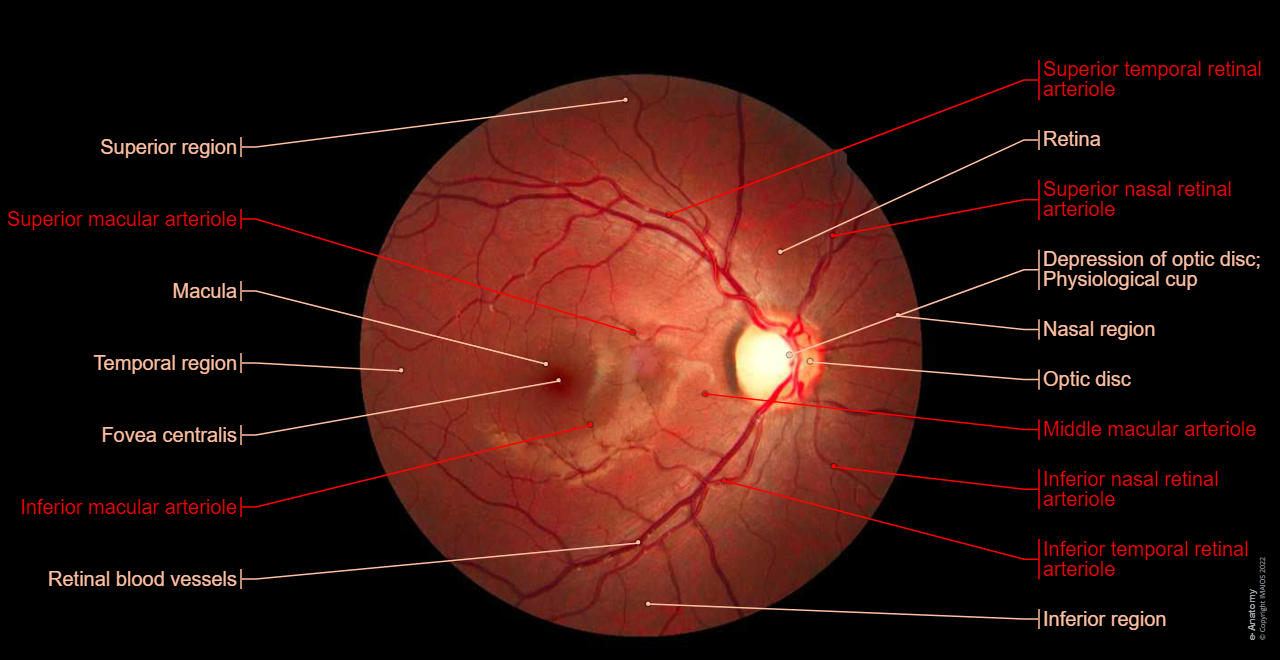 Dilated fundus examination (DFE): Retina, Optic disc, Macula, Fovea centralis