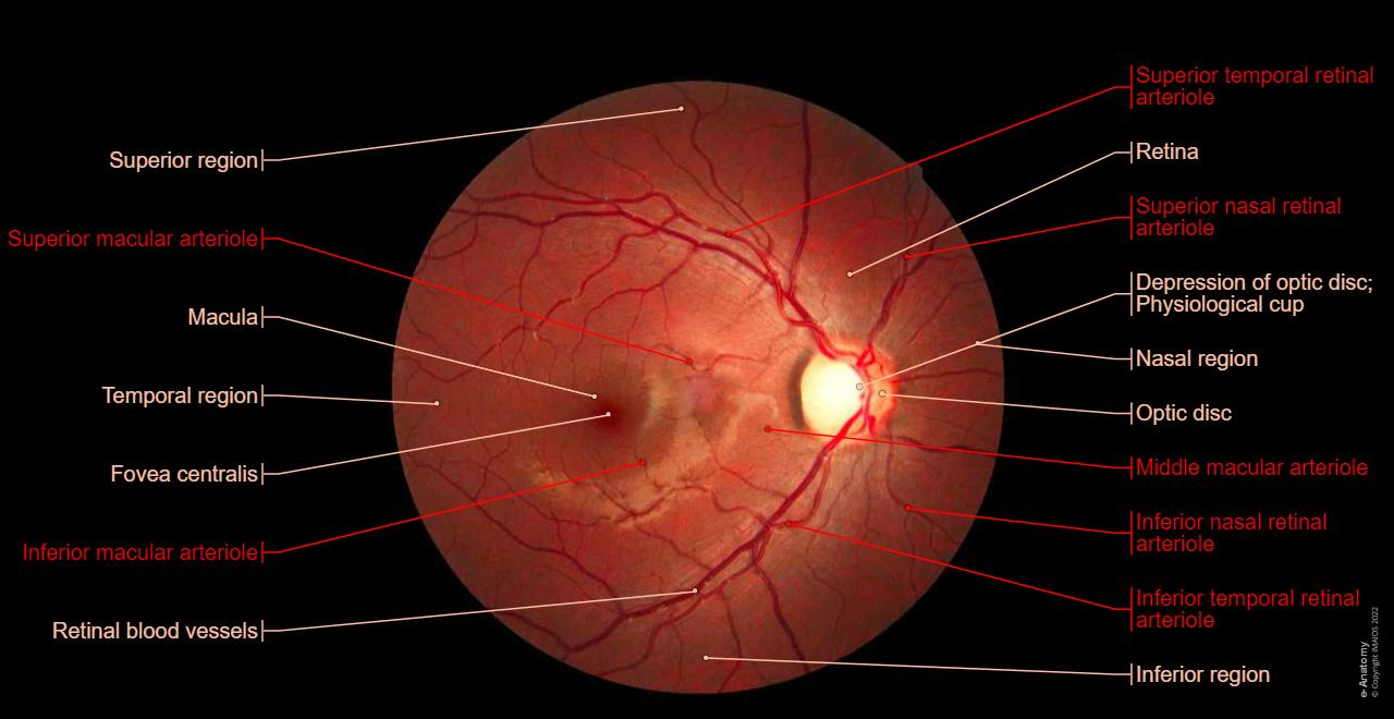 Normal Eye Dissection Orbits and eyes Illustrations: normal anatomy| e-Anatomy