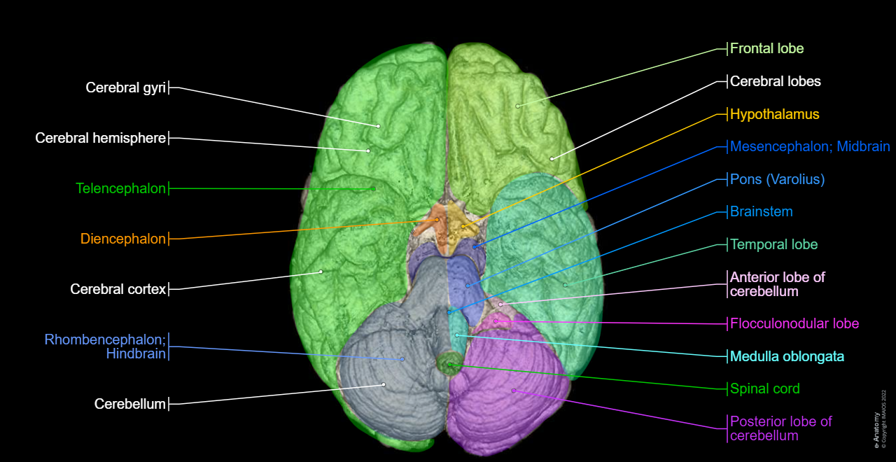 Cerebral sulci - Longitudinal cerebral fissure