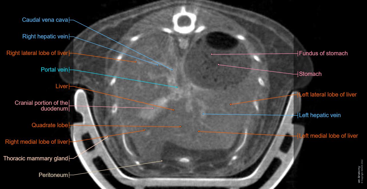 Mouse - CT: Liver, Left lateral lobe of liver, Caudate lobe, Right lobe of liver,