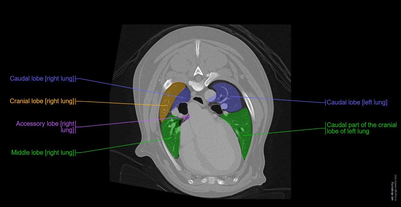 Dog - Pulmonary lobules - CT