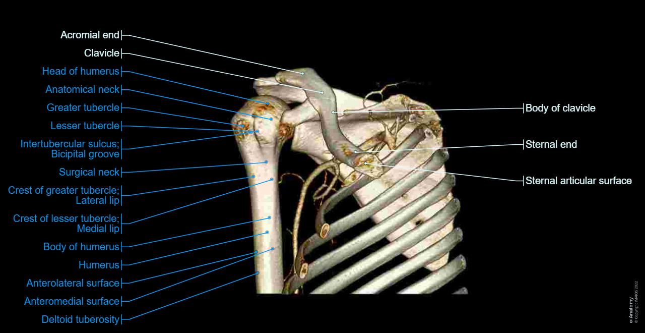CT arthrogram of the shoulder joint : Glenoid cavity, Humerus