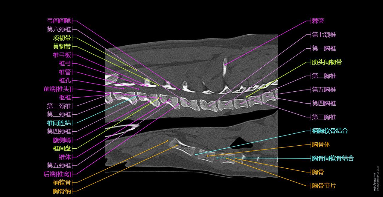 狗-肩膀 - 正常解剖 | vet-Anatomy