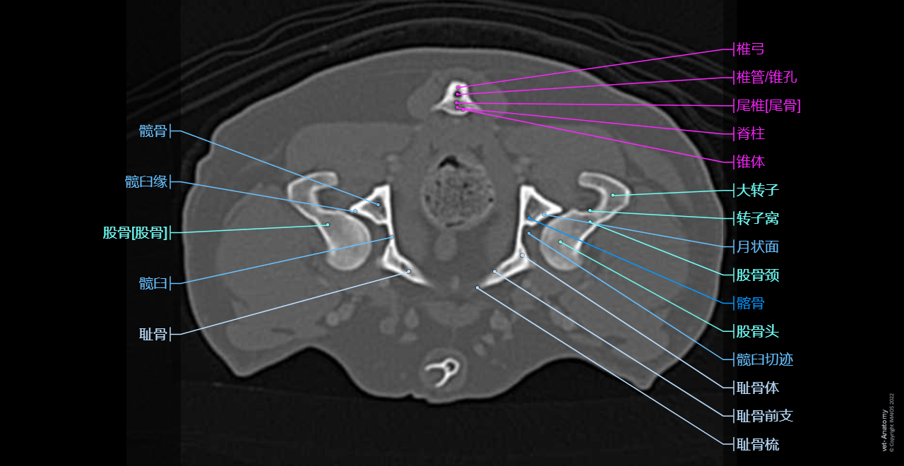 Dog - Coxal bone - Penile bone [Baculum]