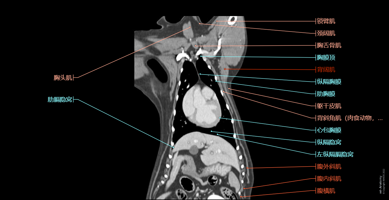 Anatomy - Liver (Dog): Diaphragmatic surface, Visceral surface, Fissure for round ligament, Right lobe of liver, Quadrate lobe, Papillary process (Caudate lobe), Left lobe of liver, Gallbladder