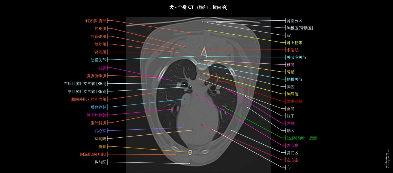 犬胸廓CT解剖图谱