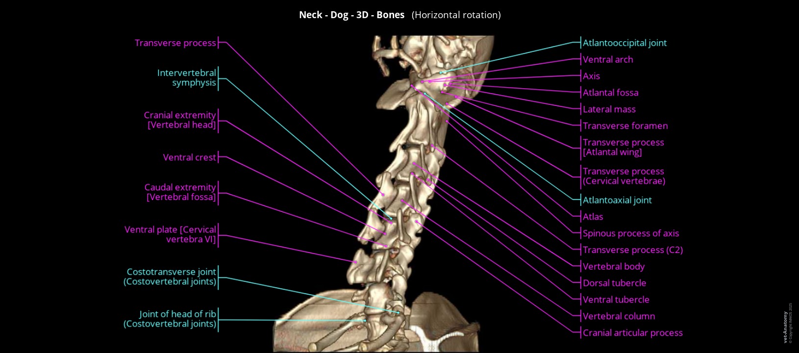 Cervical vertebrae in a dog
