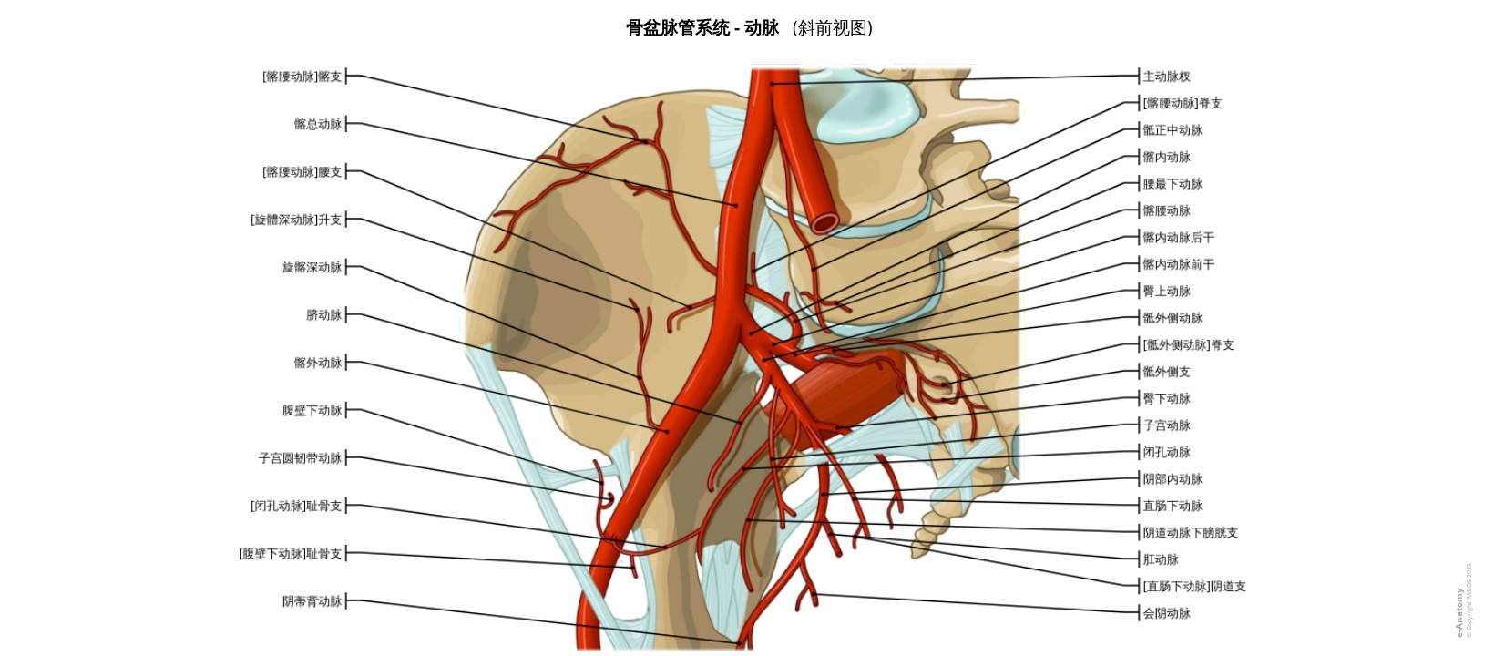 骨盆动脉标注图解