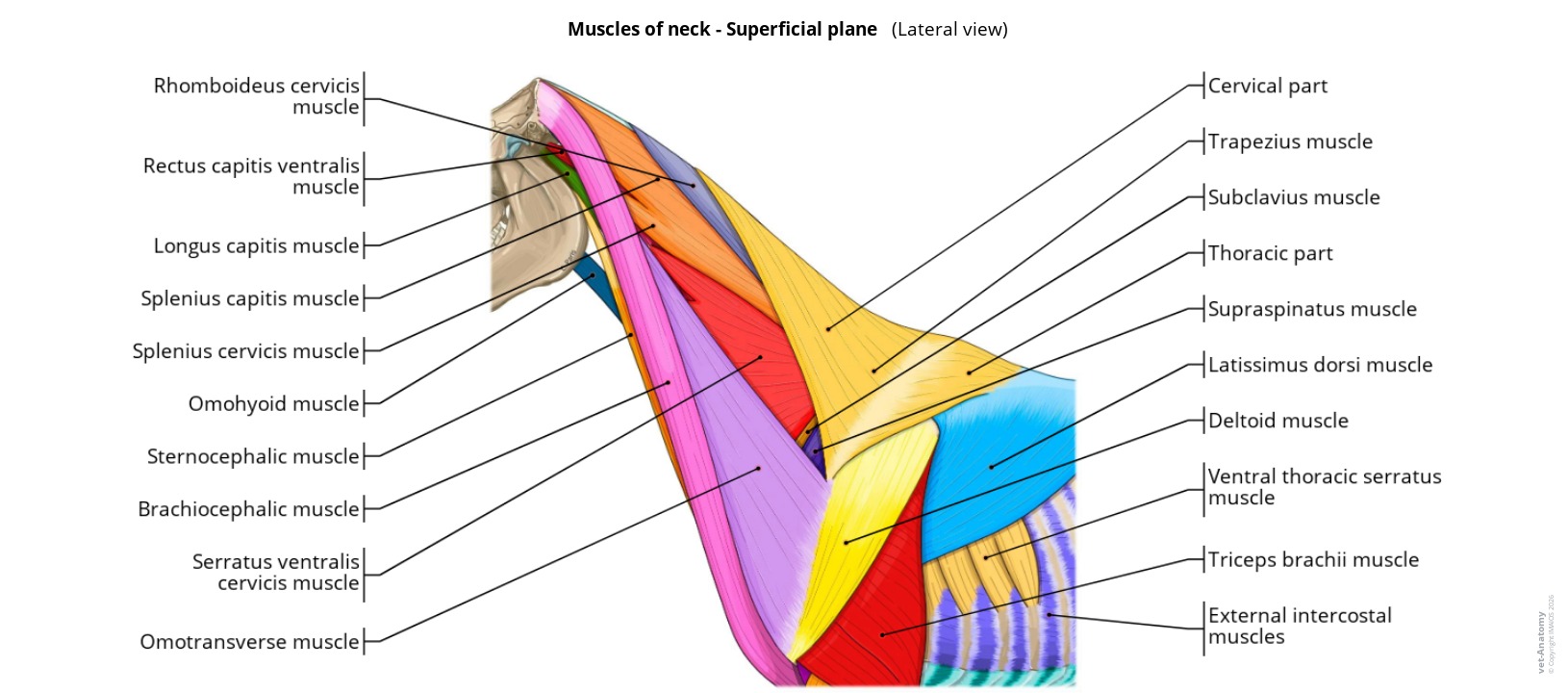 Anatomy atlas of the muscles of the horse neck on a labeled illustration
