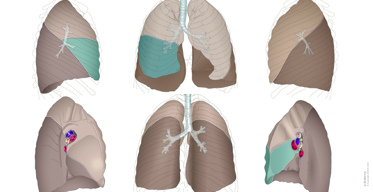 Hilum of lung - Root of lung - Superior lobe; Upper lobe - Lingula of left lung - Middle lobe of right lung - Inferior lobe; Lower lobe