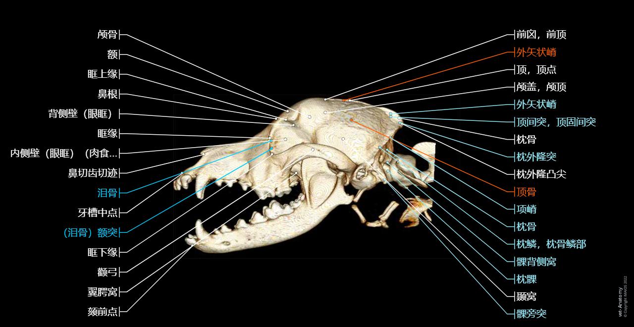 Cranium - 3D - Dog - Anatomy atlas