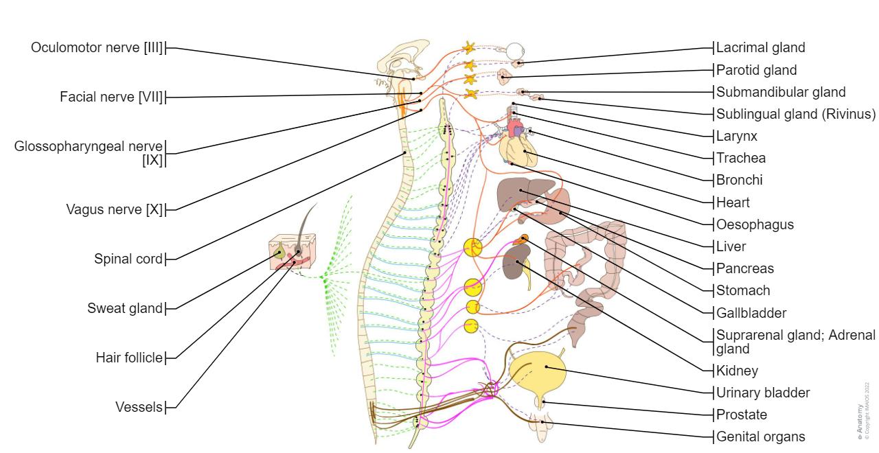 Autonomic division of nervous system; Autonomic part of peripheral nervous system (Sympathetic part/Parasympathetic part) : Human anatomy, Diagram, Cardiac ganglia Inferior cervical ganglion Middle cervical ganglion Superior cervical ganglion Cervicothoracic ganglion; Stellate ganglion Ciliary ganglion Ganglion impar Inferior mesenteric ganglion Superior mesenteric ganglion Otic ganglion Pterygopalatine ganglion Sublingual ganglion Submandibular ganglion Thoracic splanchnic ganglion Vertebral ganglion Aorticorenal ganglia Coeliac ganglia Ganglion of sympathetic trunk Intermediate ganglia Lumbar ganglia Pelvic ganglia Phrenic ganglia Renal ganglia Sacral ganglia Thoracic ganglia, Cardiac plexus, Coeliac plexus, Gastric plexuses, Hepatic plexus, Inferior hypogastric plexus; Pelvic plexus, Pulmonary plexus