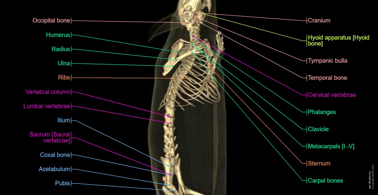 Mouse - 3D - Anatomy atlas: Skeleton, Bones, Osteology