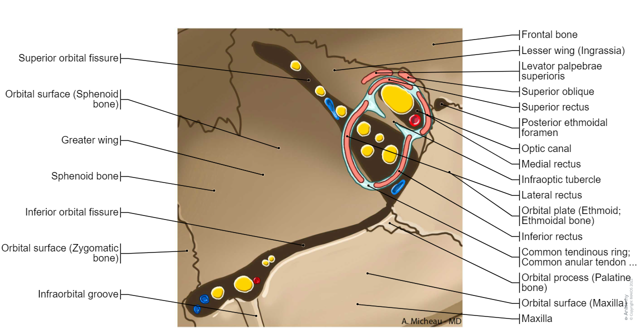 Superior orbital fissure/Inferior orbital fissure: Nerves, Arteries, Veins, Infraorbital nerve [V2], Zygomatic nerve [V2]