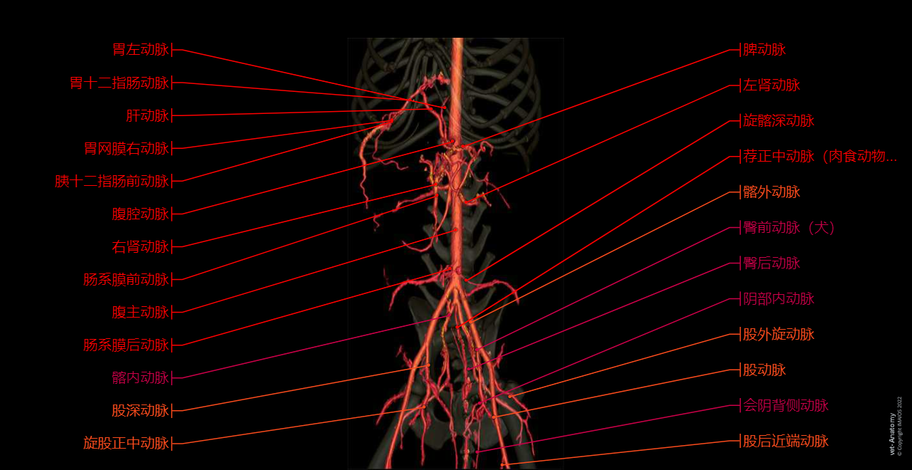 Dog - Abdominal aorta - Anatomy - 3D: Celiac artery, Splenic artery, Hepatic artery, Cranial mesenteric artery, Caudal gluteal artery, Internal pudendal artery