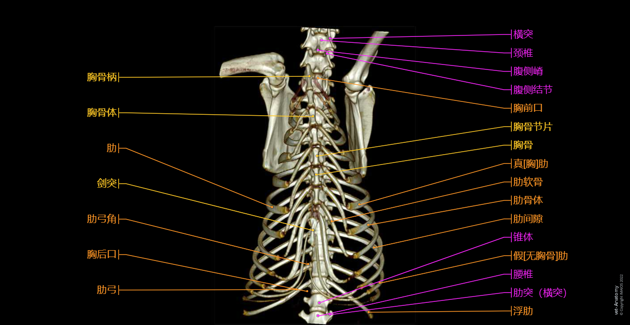 Dog - Thoracic skeleton: Ribs, Sternum, Xiphoid process, Intercostal space, Sternocostal joints, Sternal synchondroses, Costochondral joints
