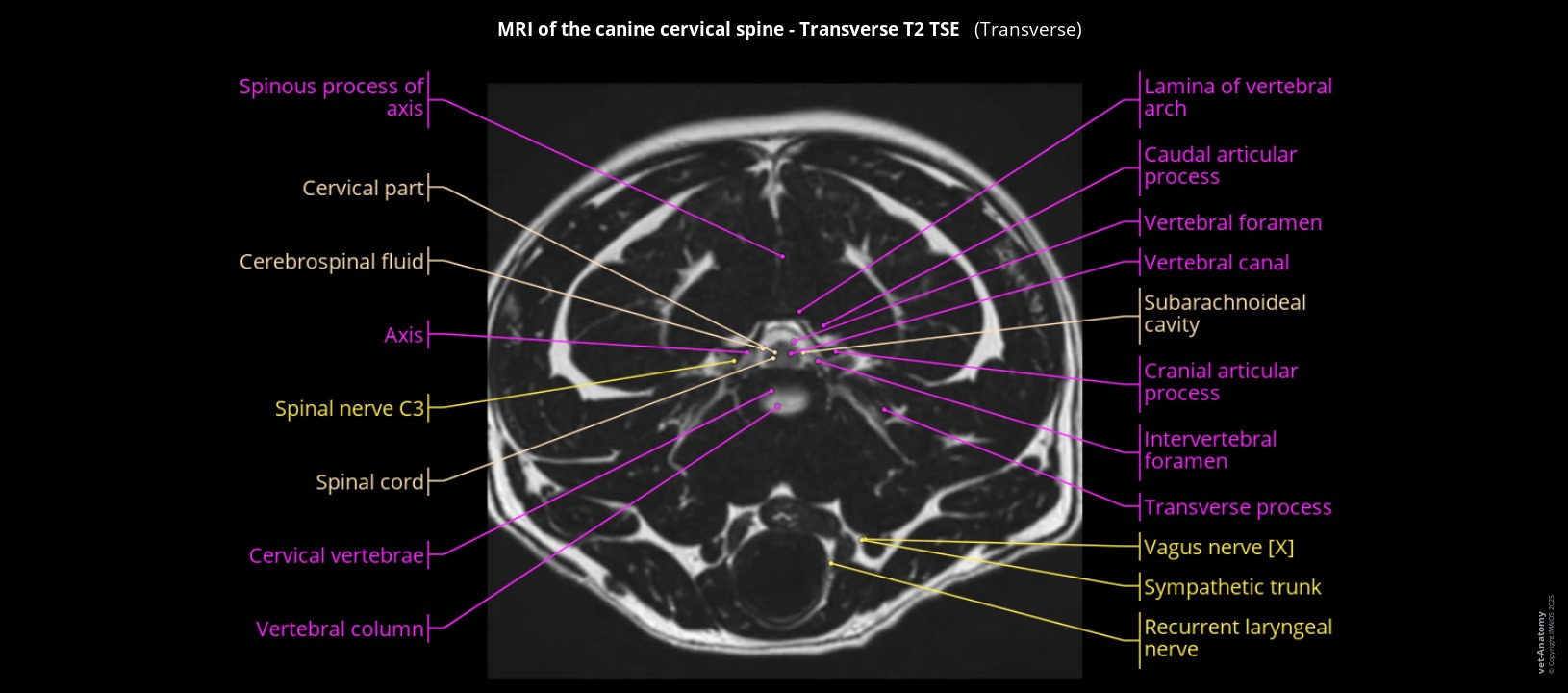 Anatomy atlas of the canine cervical spine