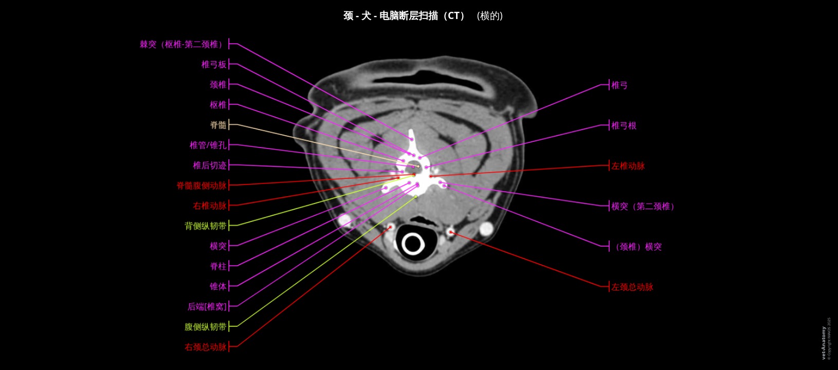 犬颈部CT解剖图谱