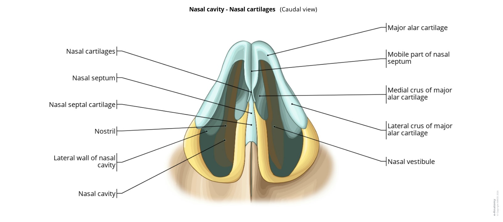 Anatomy atlas of the nasal cartilages on a labeled illustration