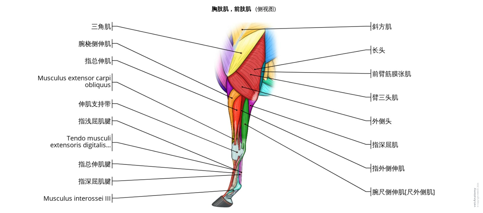 马前肢肌肉解剖标注图解