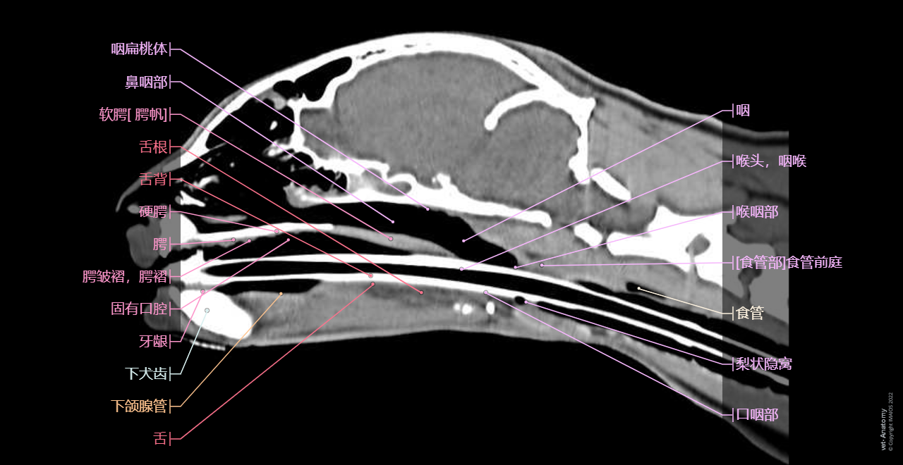 Cat: Pharynx - Larynx - Nasal cavity - CT