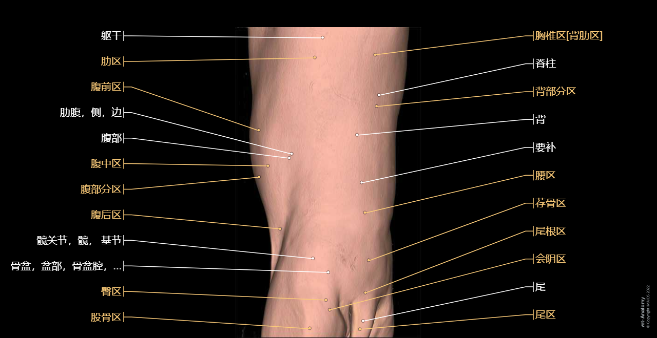 Surface anatomy - 3D: Trunk (Dog)
