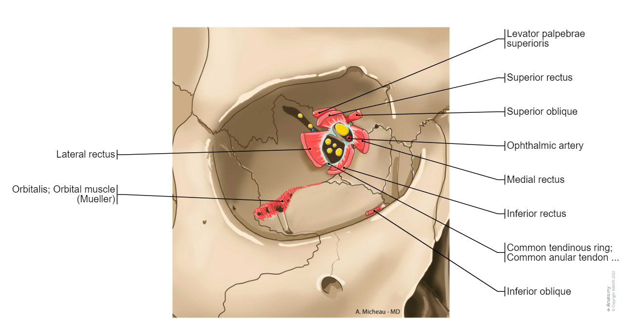 Common tendinous ring; Common anular tendon (Zinn) - Extraocular muscles; Extrinsic muscles of eyeball: Orbitalis; Orbital muscle, Superior rectus, Inferior rectus, Medial rectus, Superior oblique