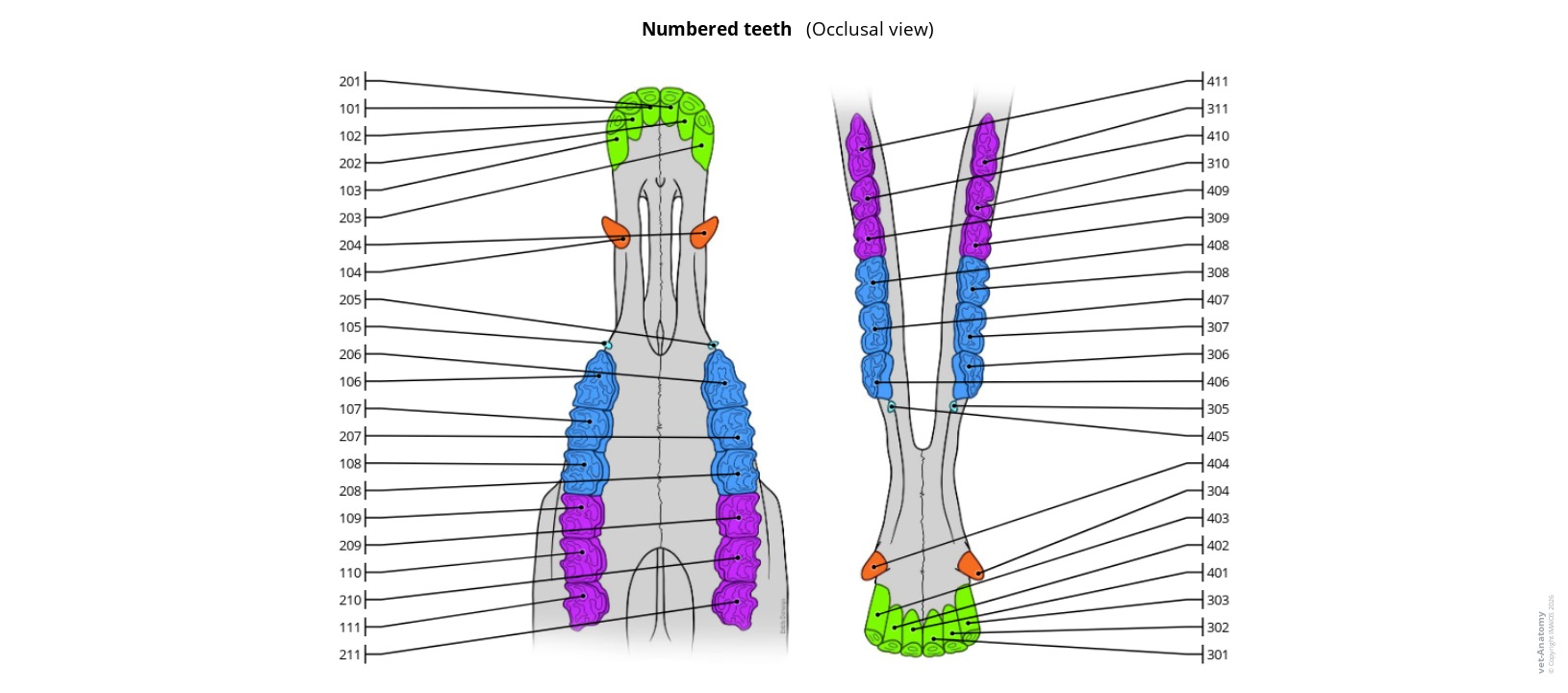 Anatomy atlas of the numbering of the teeth on a labeled illustration
