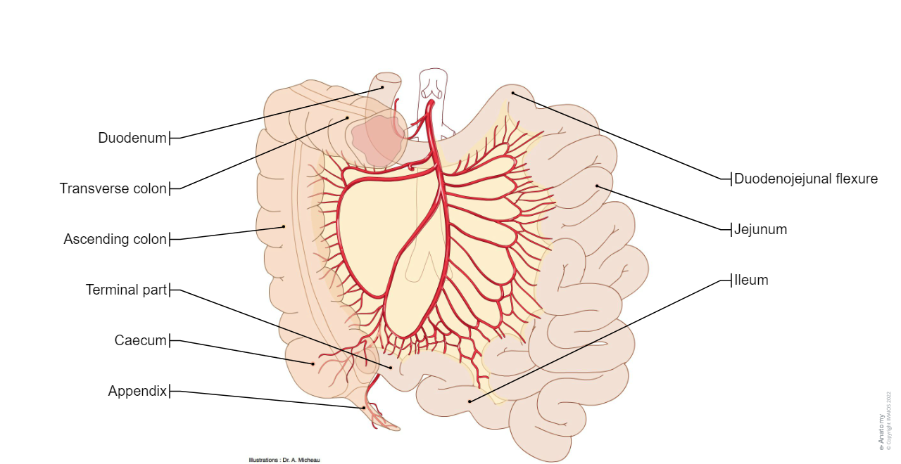 Visceral lymph nodes: Coeliac nodes, Superior mesenteric nodes, Ileocolic nodes, Mesocolic nodes