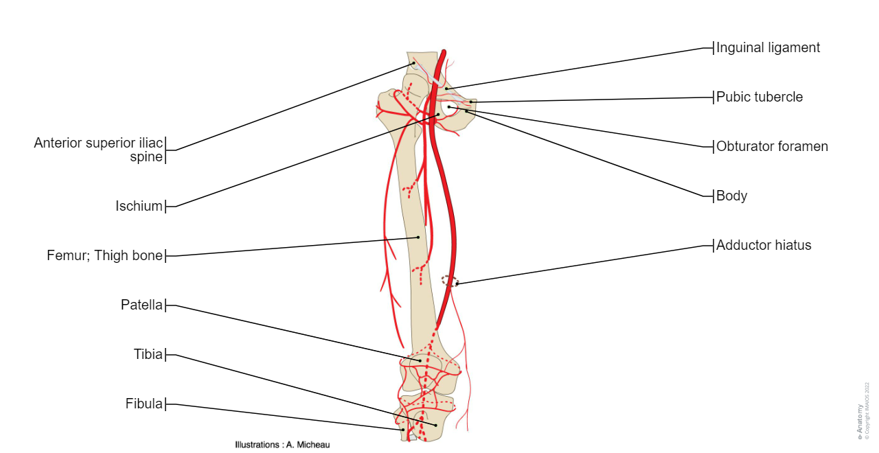 Arteries of lower limb - Thigh - Human anatomy : Femoral artery, Deep artery of thigh, Popliteal artery, Anterior tibial artery, Posterior tibial artery, Fibular artery, Adductor hiatus, Lateral circumflex femoral artery