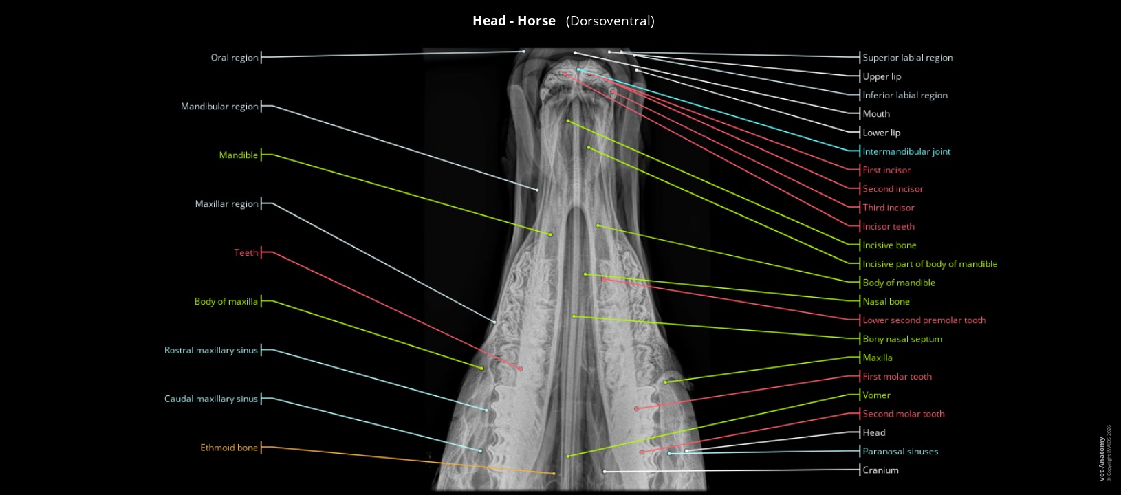 Labelled radiograph of a horse's head