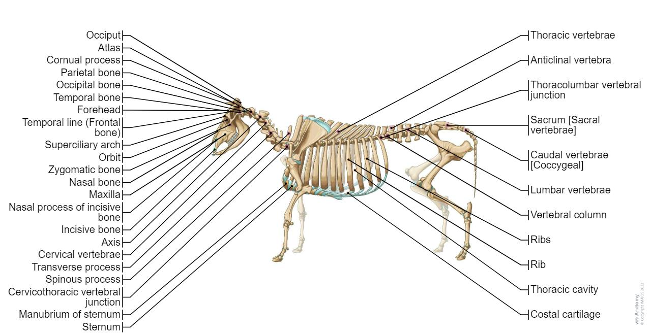 Ox osteology: illustrated atlas of veterinary anatomy
