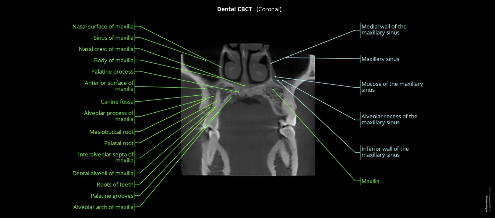 Anatomy atlas of human teeth using CBCT: coronal section of the maxillary sinus