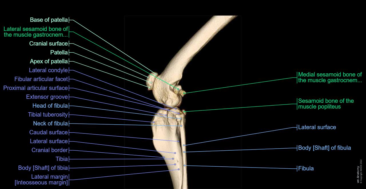 Anatomy of the canine stifle joint on CT imaging : Bones