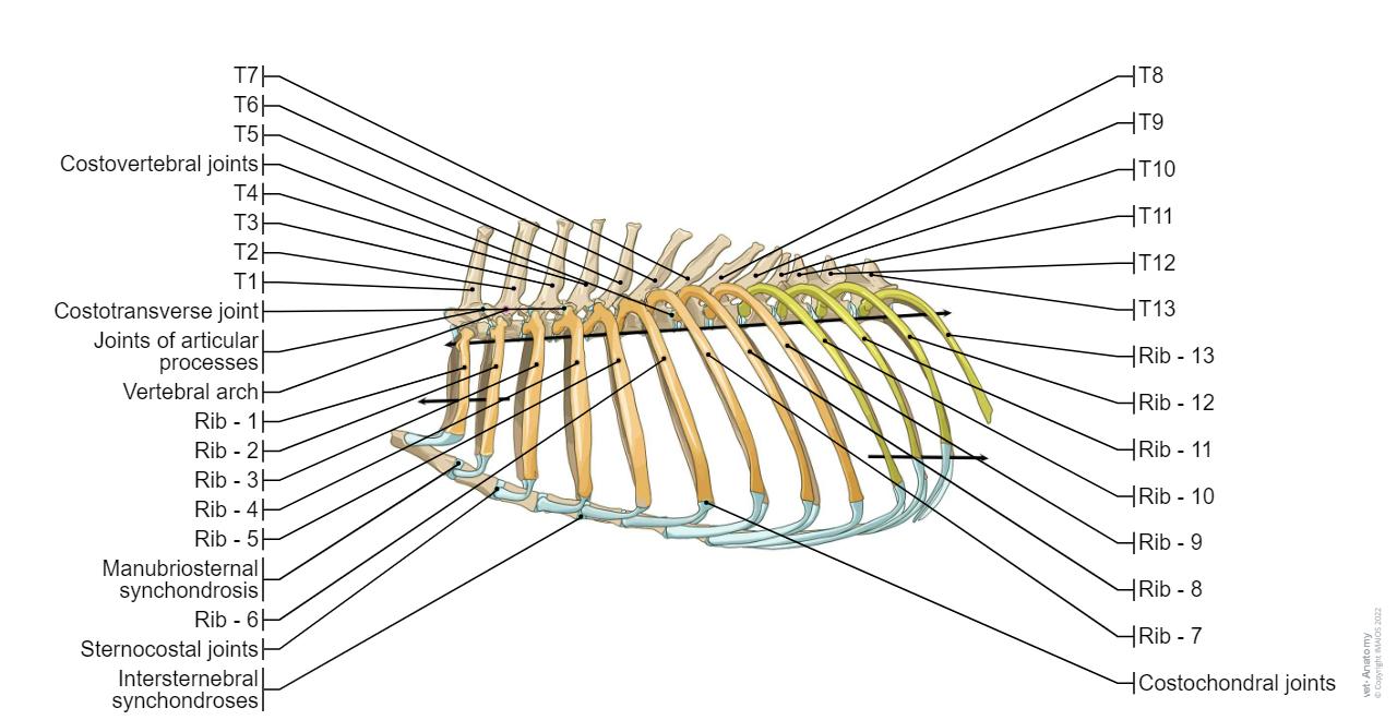 Thoracic skeleton - Dog