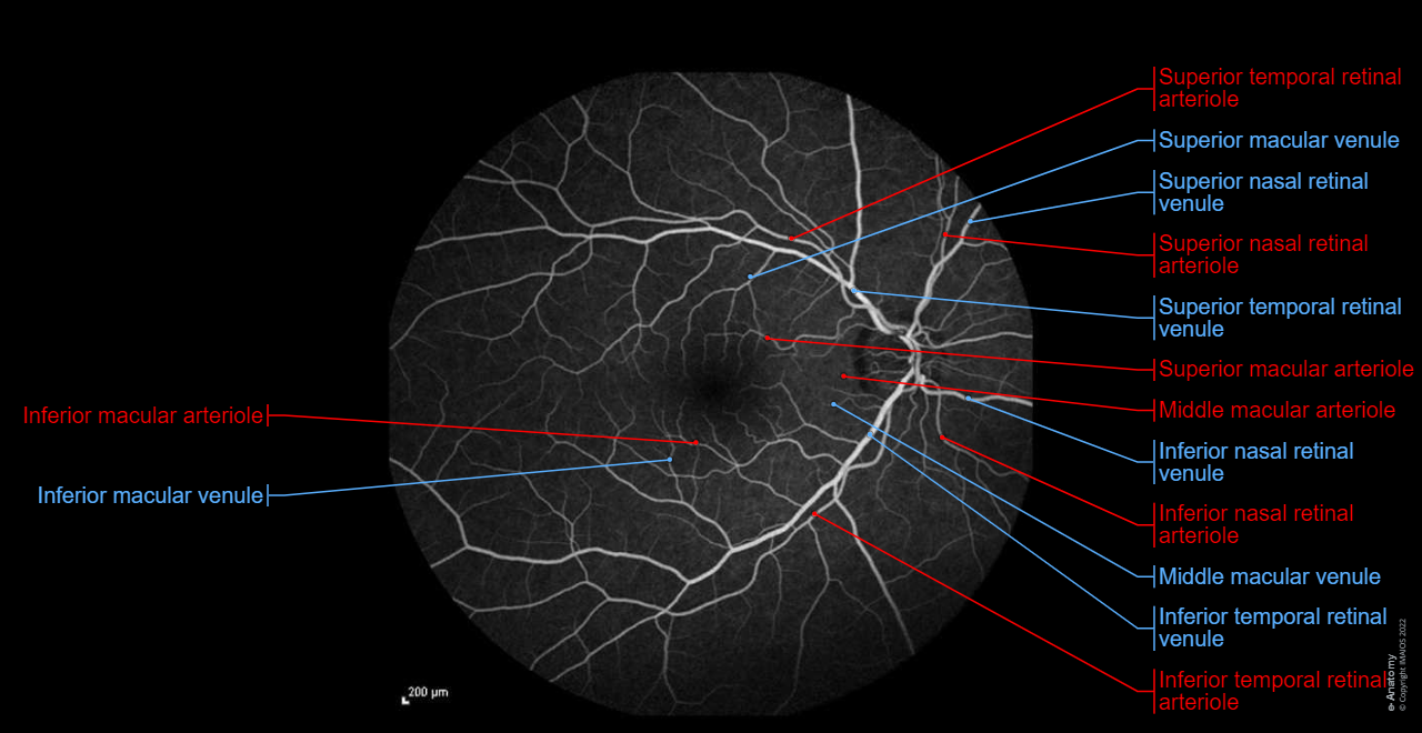 Fluorescein angiography: Central retinal artery, Central retinal vein