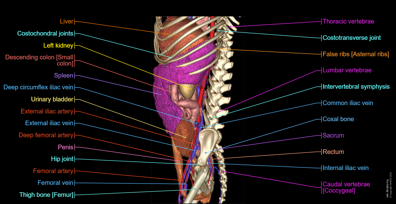 Veterinary anatomy - 3D: Dog - Splanchnology - Abdominal cavity