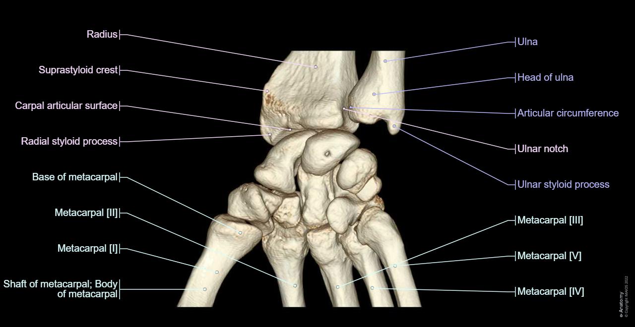 Wrist on 3T MR and 3D pictures: normal anatomy | e-Anatomy