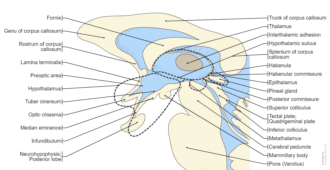 Diencephalon - Sagittal section : Anatomy diagram : Subthalamus; Ventral thalamus, Metathalamus, Hypothalamus, Mammillary body, Optic chiasma, Tuber cinereum, Median eminence, Third ventricle, Epithalamus, Habenula, Pineal gland