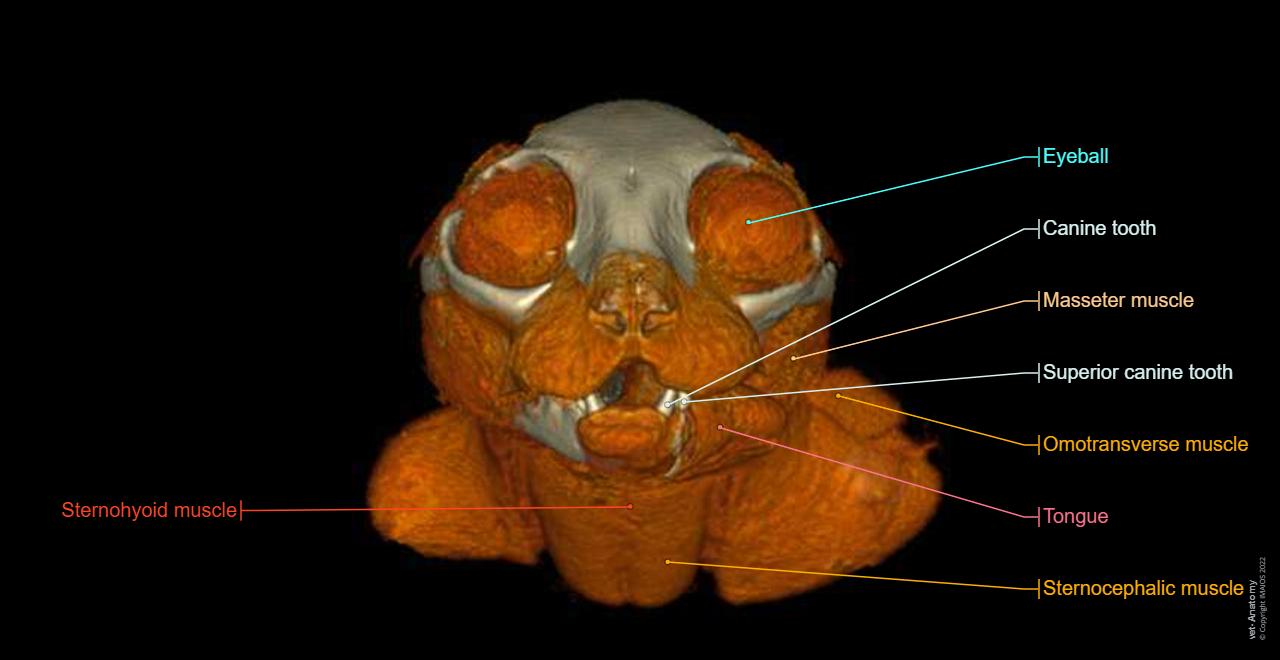 Cat: Muscles of the head - 3D