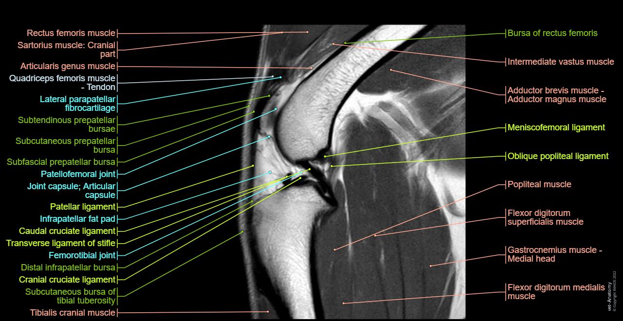 Cross-sectional labeled anatomy of the stifle joint of the dog on MR imaging (meniscus, collateral and cruciate ligaments, muscles of the thigh and crus, tendons)