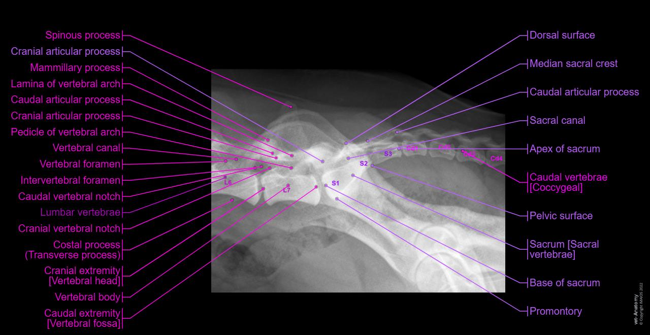 Lumbosacral vertebral junction - Belgian Shepherd - 25 months - Latero-lateral