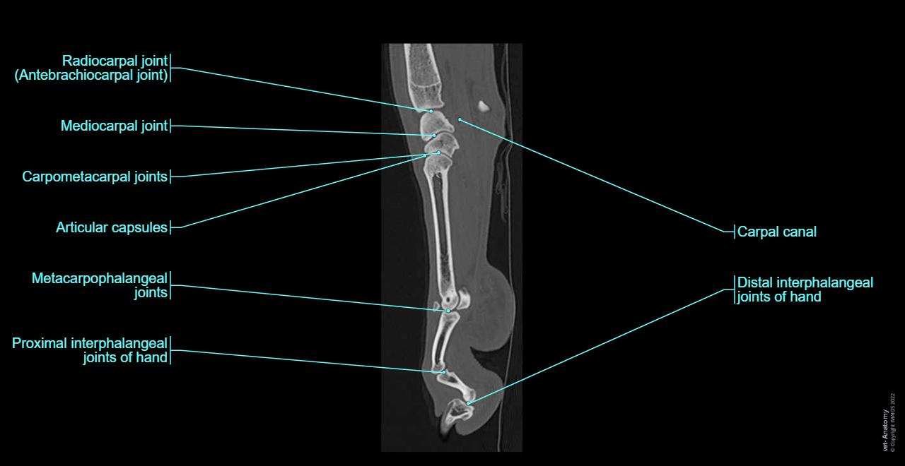 Dog - Skeleton of hand: Joints of hand, Carpal joints