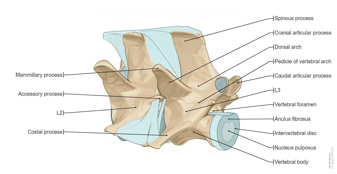 Vertebral body - Intervertebral disc