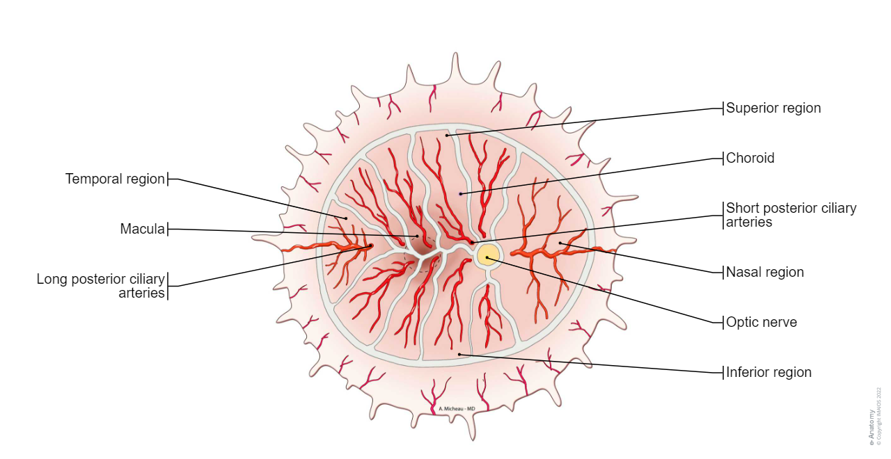 Choroid-Arteries: Short posterior ciliary arteries, Long posterior ciliary arteries