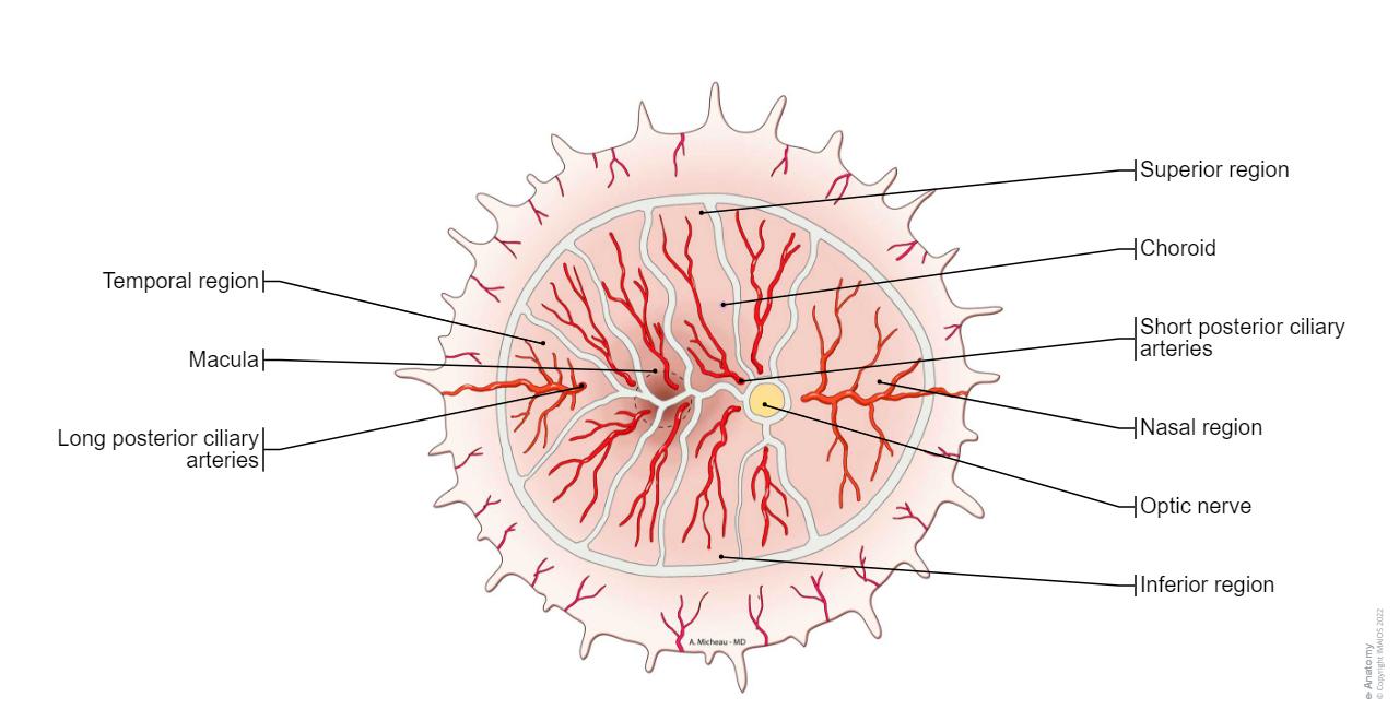 Orbits and eyes Illustrations: normal anatomy| e-Anatomy
