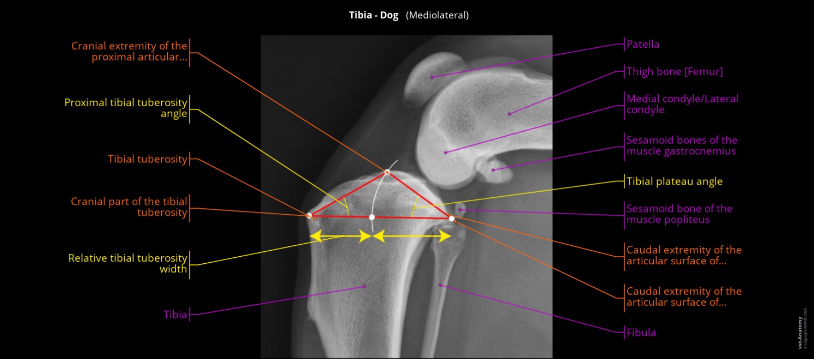 Anatomy of the dog's tibia and stifle in radiograph